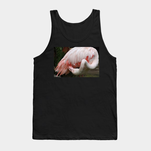 Greater Flamingo Preening #3 Tank Top by Carole-Anne